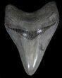 Serrated, Megalodon Tooth - South Carolina #35968-1